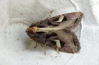 Trigonophora flammea