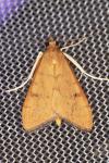 Uresiphita gilvata