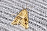 Cynaeda dentalis
