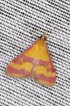 Pyrausta sanguinalis