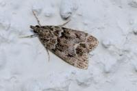 Eudonia mercurella