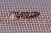 Dioryctria