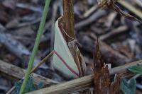 Rhodometra sacraria