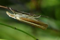 Agriphila selasella
