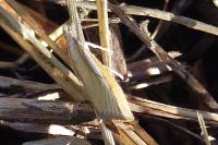 Agriphila selasella