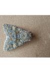 Polymixis flavicincta flavicincta