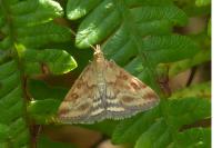 Pyrausta despicata