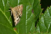 Pyrausta despicata