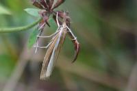 Agriphila tristella