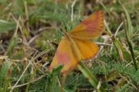 Lythria cruentaria