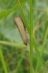 Agriphila straminella