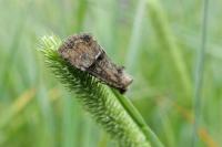 Mesoligia furuncula