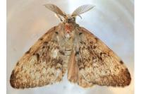 Lymantria dispar