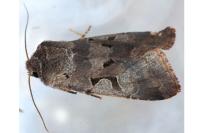 Orthosia gothica