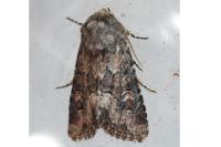Luperina nickerlii