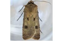 Agrotis exclamationis exclamationis
