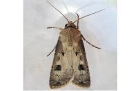 Agrotis exclamationis exclamationis