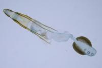 Phycitodes albatella
