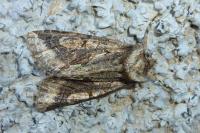 Allophyes oxyacanthae