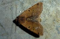 Agrochola lychnidis