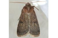 Xestia xanthographa