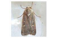 Xestia xanthographa