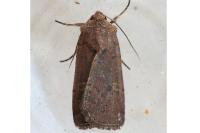 Xestia xanthographa