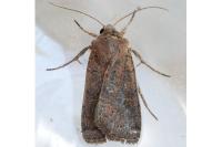 Xestia xanthographa