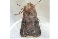 Xestia xanthographa