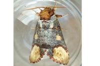 Phalera bucephaloides