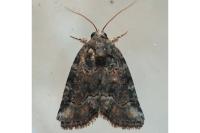 Bryophila vandalusiae