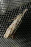 Catoptria falsella