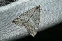 Evergestis sophialis