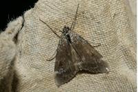 Evergestis sophialis