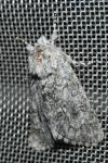 Acronicta euphorbiae