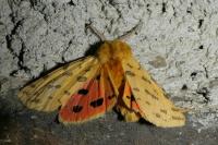 Diacrisia purpurata