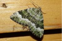 Colostygia olivata