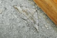 Scotopteryx