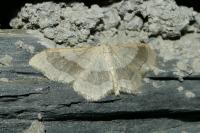 Idaea aversata