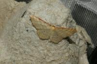 Idaea humiliata