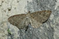 Eupithecia