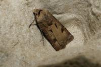 Agrotis exclamationis exclamationis