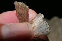 Agrotis segetum