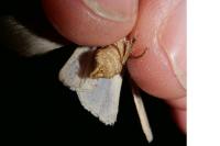 Agrotis segetum
