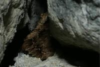 Apamea monoglypha monoglypha