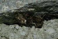 Oligia strigilis