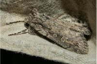 Dichagyris nigrescens