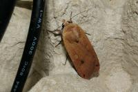 Noctua pronuba