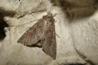 Polia bombycina