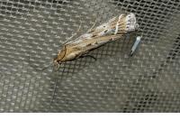 Pempeliella ornatella